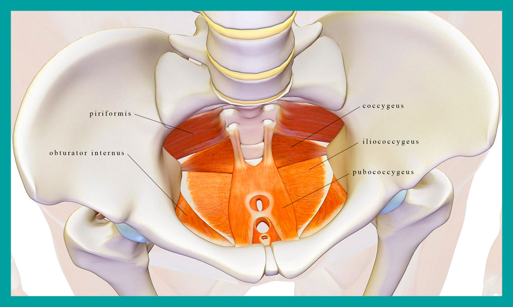 Riabilitazione Pavimento Pelvico
